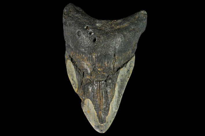 Bargain, Fossil Megalodon Tooth - North Carolina #124774